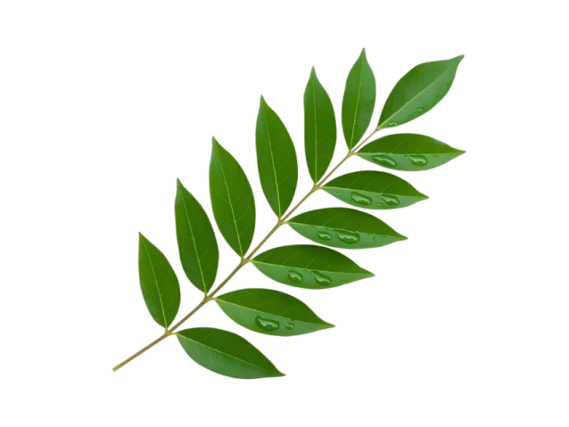 a green leaf with water droplets on it