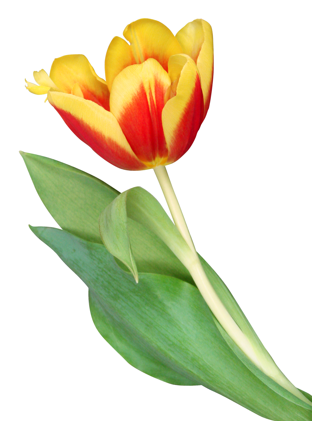 a single yellow and red flower on a stem