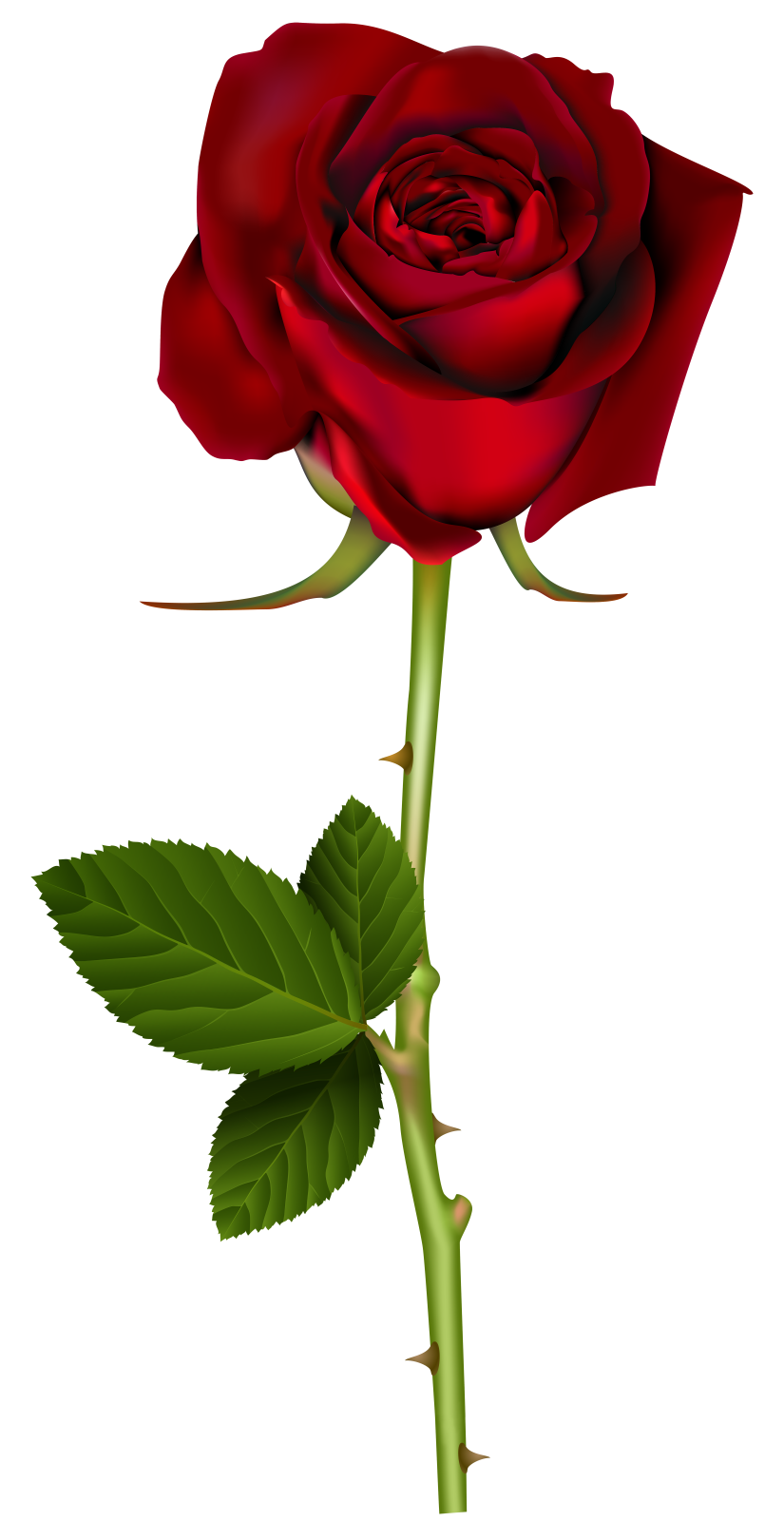 a red rose on a white background