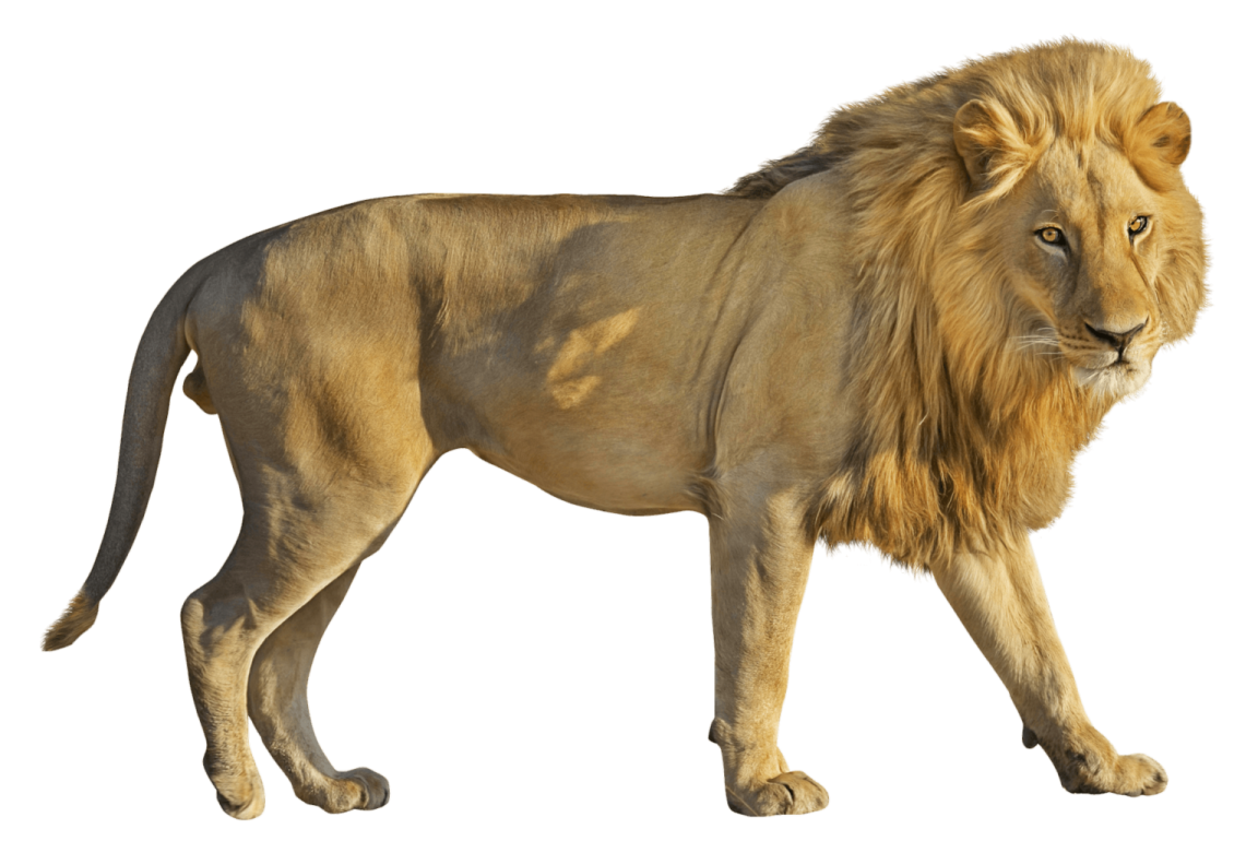 a lion standing on a white background