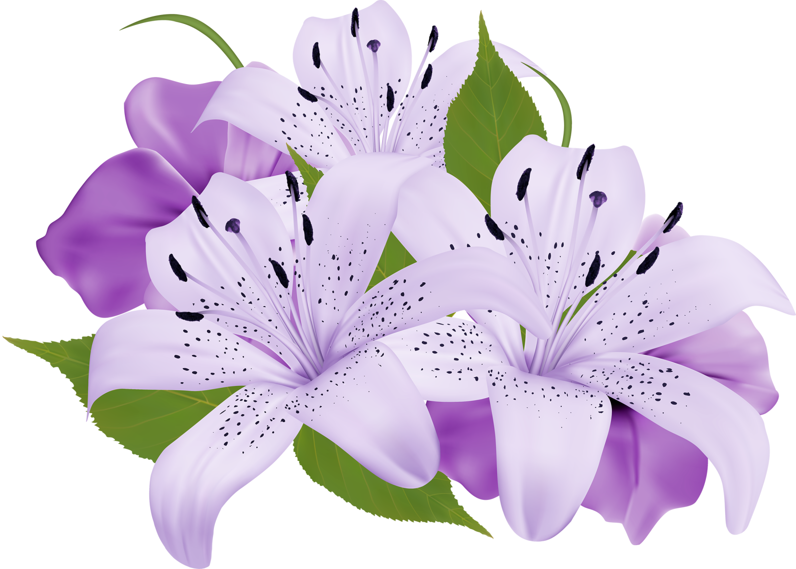 a bunch of white lil flowers with green leaves