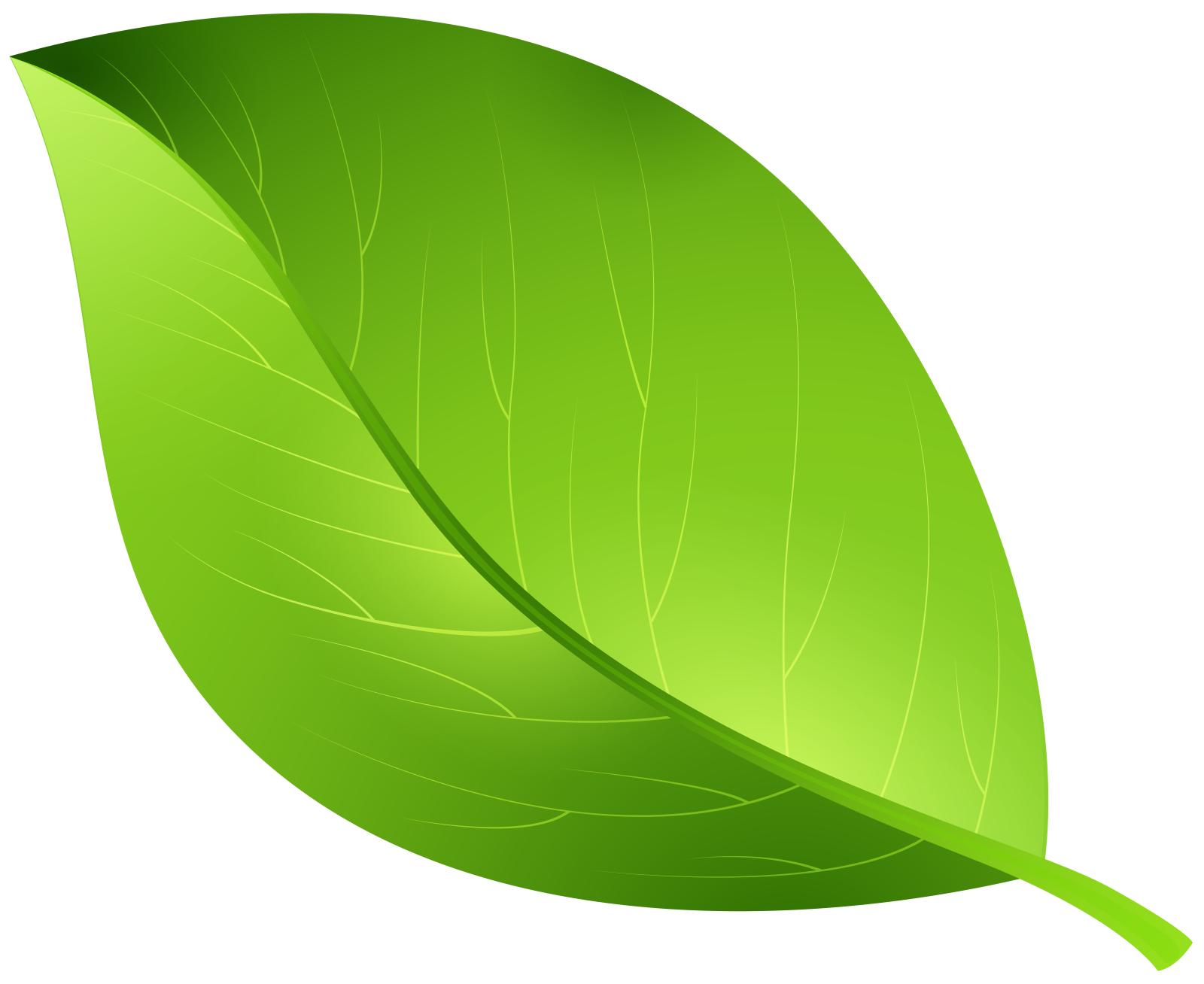a green leaf