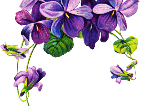 a bunch of purple flowers with green leaves