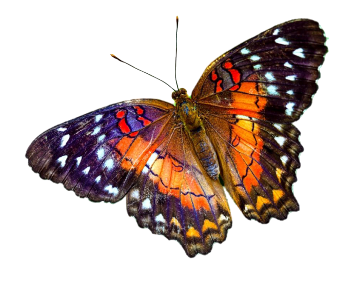 an orange and black butterfly on a white background
