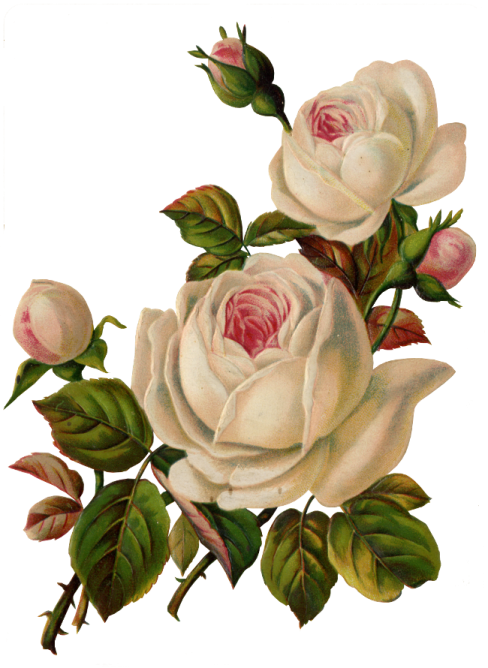 a painting of two white roses on a white background