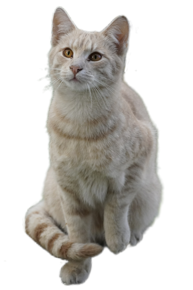 a cat sitting on the floor looking at the camera