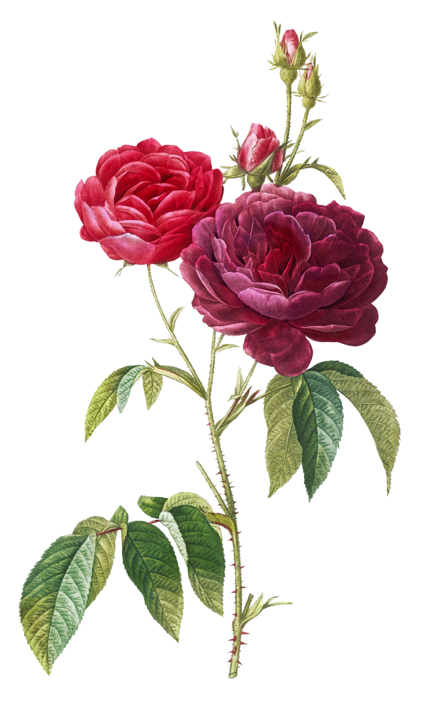 two red roses on a white background