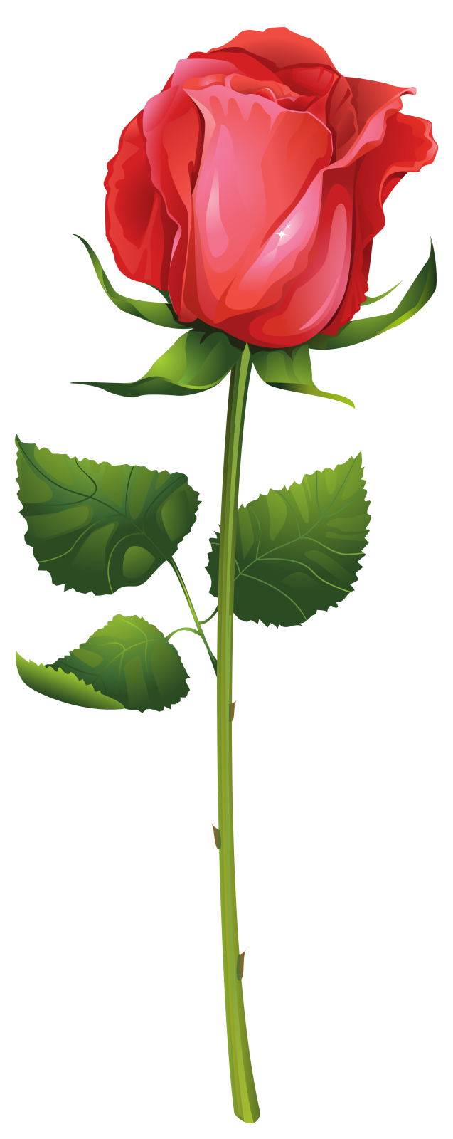 a red rose on a white background