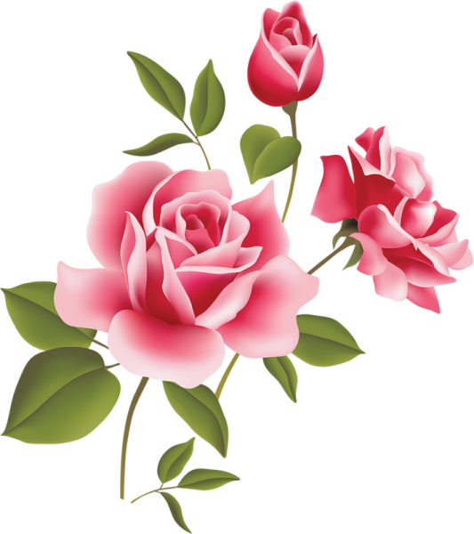 two pink roses on a white background
