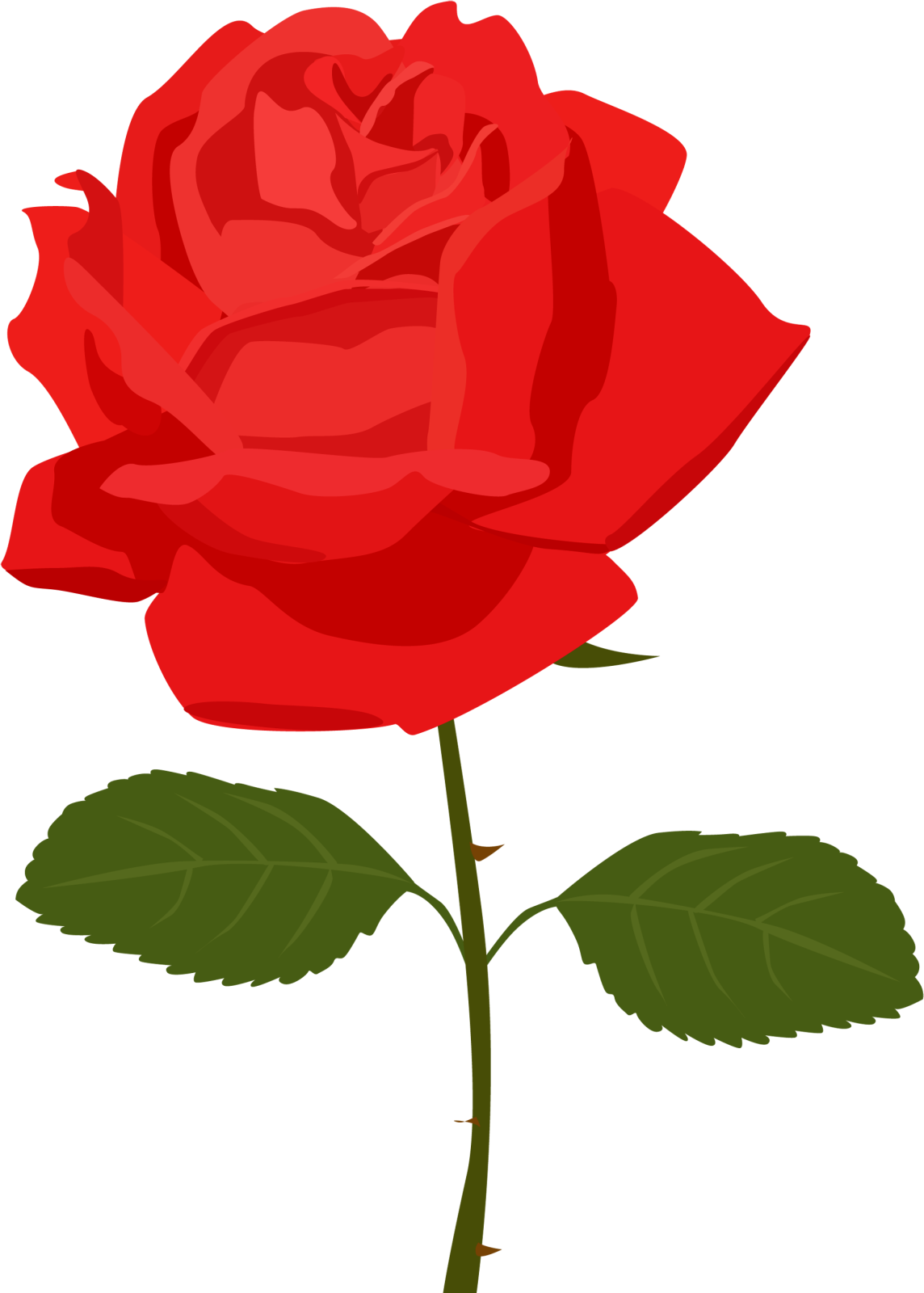 a red rose on a white background