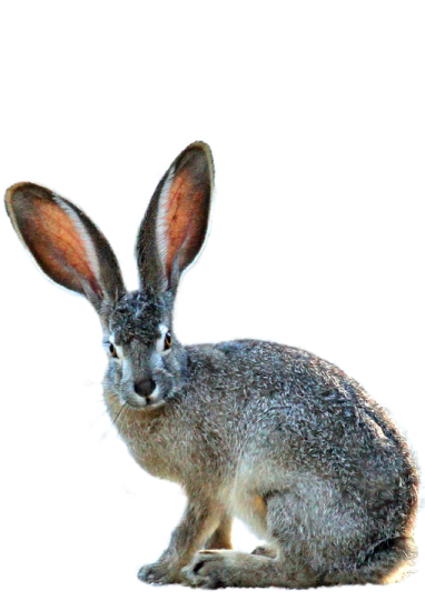 a rabbit sitting on top of a white surface