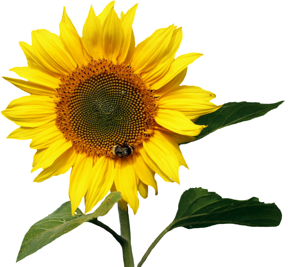 a yellow sunflower with a bee on it