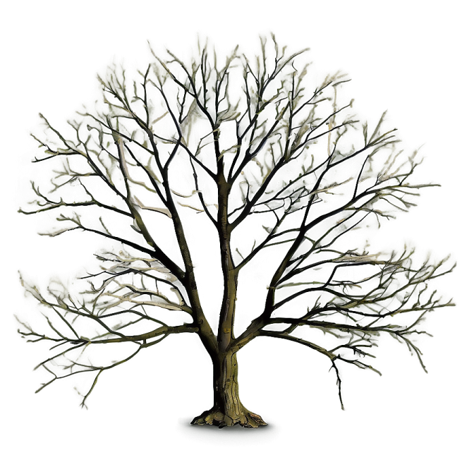 a bare tree with no leaves on it