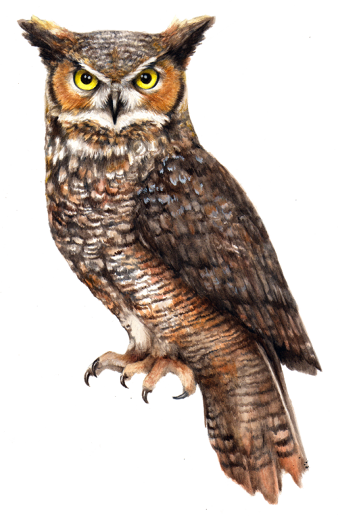 a watercolor painting of an owl on a white background