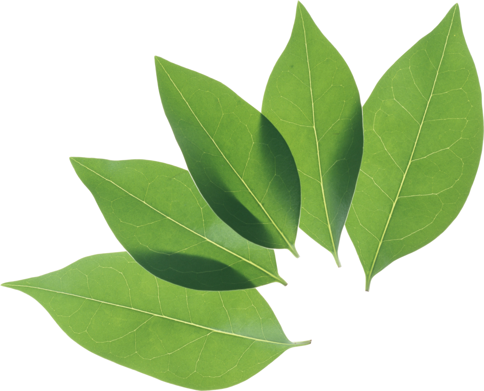 three green leaves on a white background