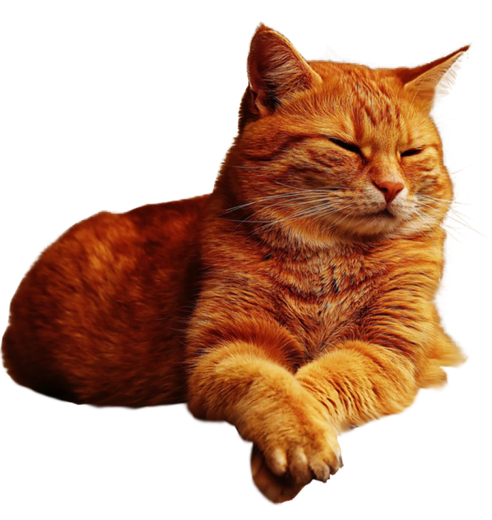 an orange cat is laying down on the floor