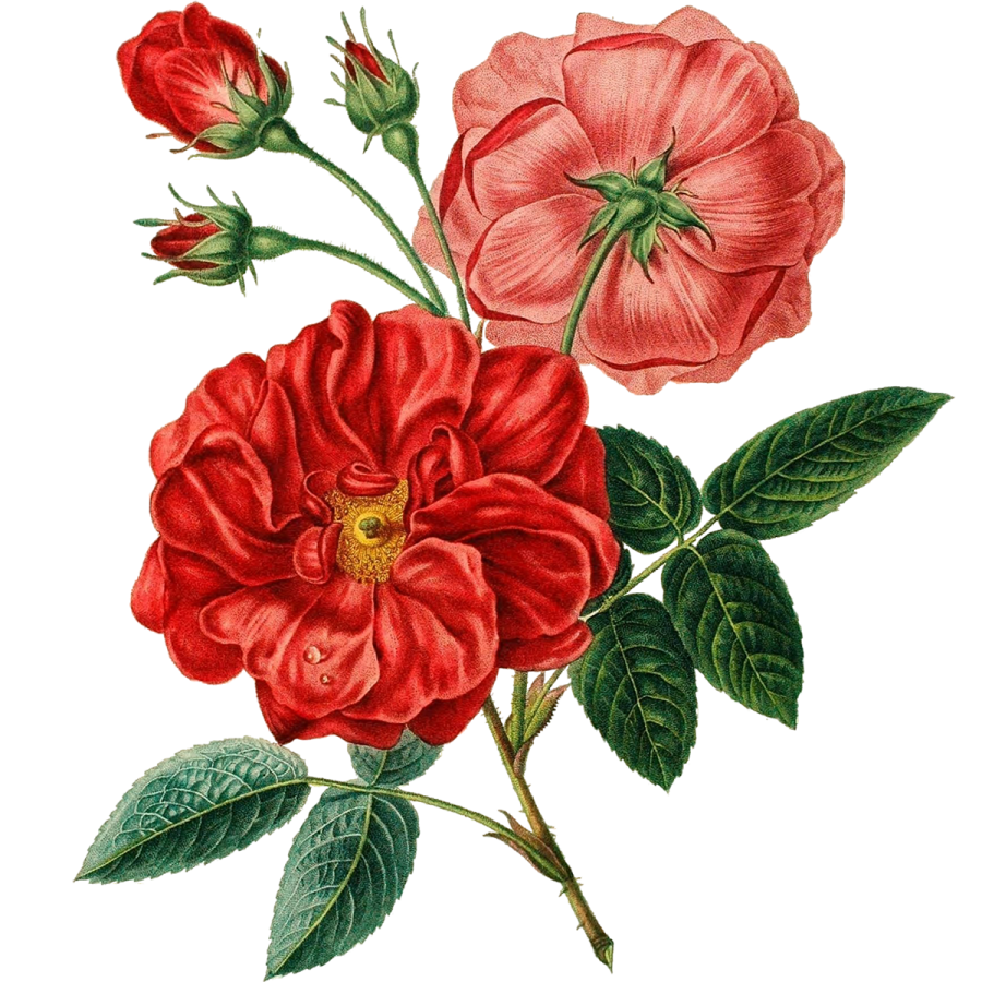 a drawing of two red flowers with green leaves