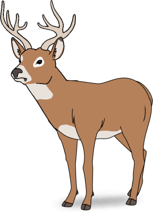 how to draw a deer