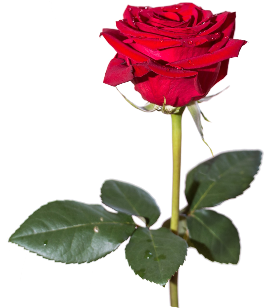 a single red rose on a white background