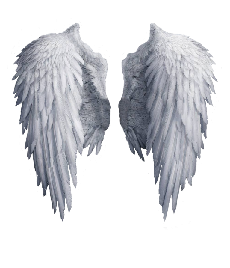 two white wings on a white background