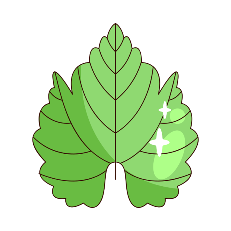 a green leaf with white background
