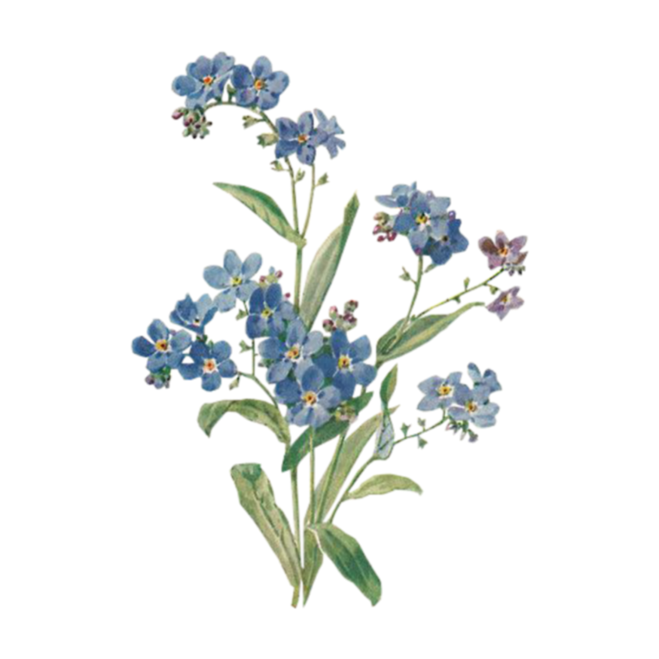 a blue forget flower with green leaves