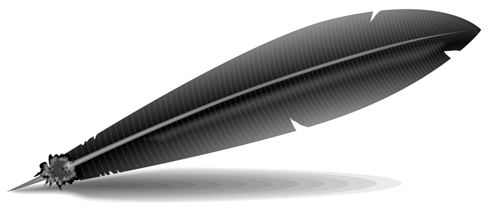 a black feather on a white background