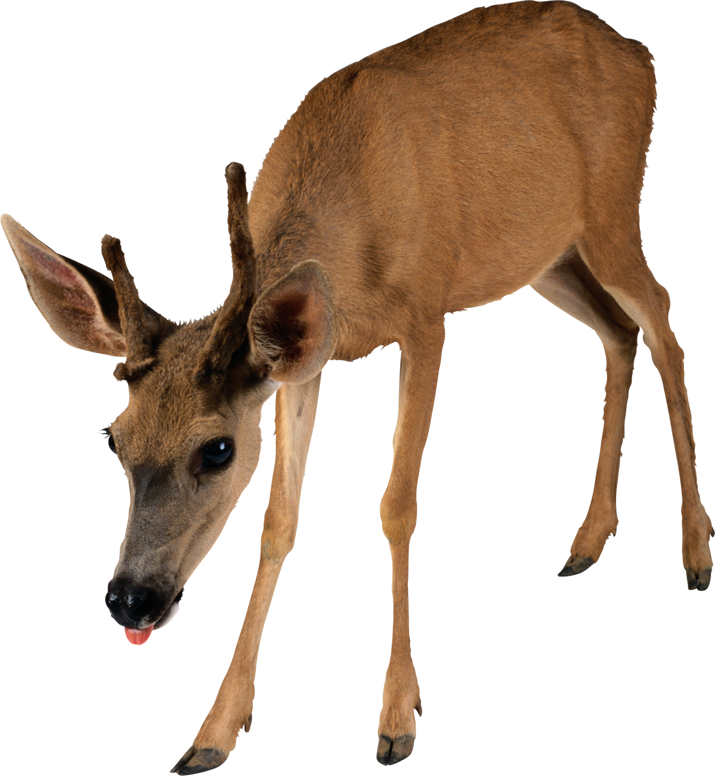a small deer standing on top of a white surface