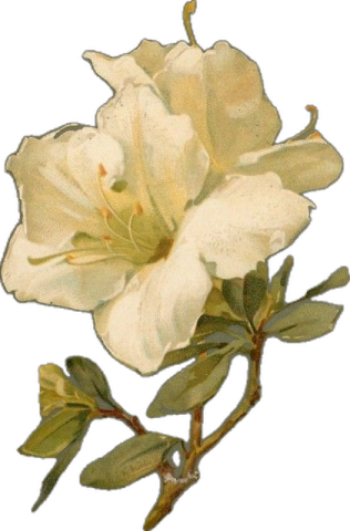 a white flower with green leaves