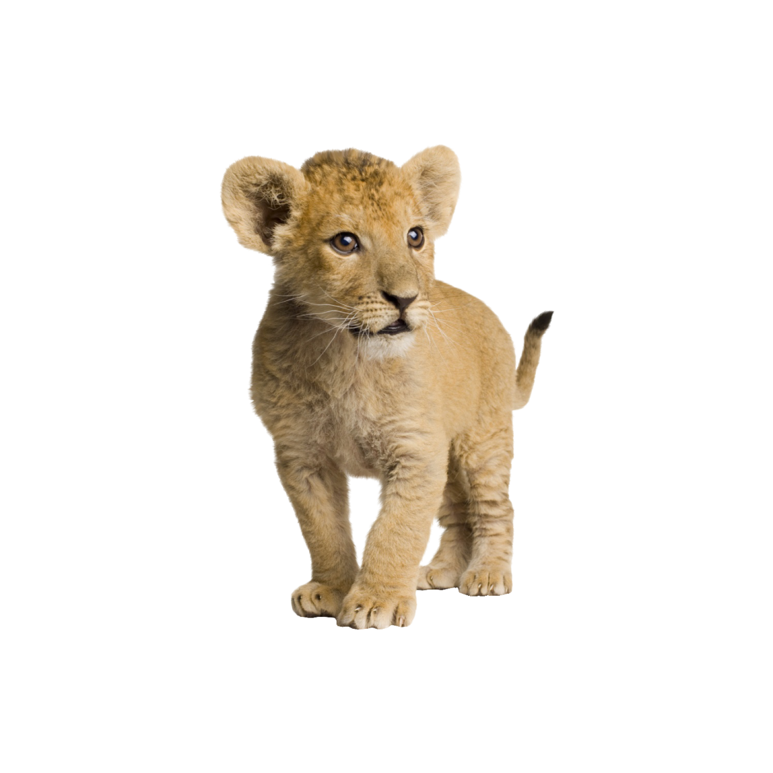 a small lion cub standing on its hind