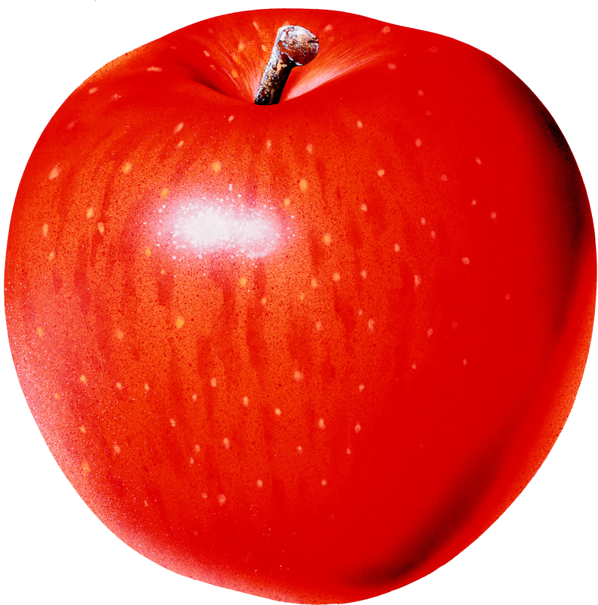 a red apple on a white background