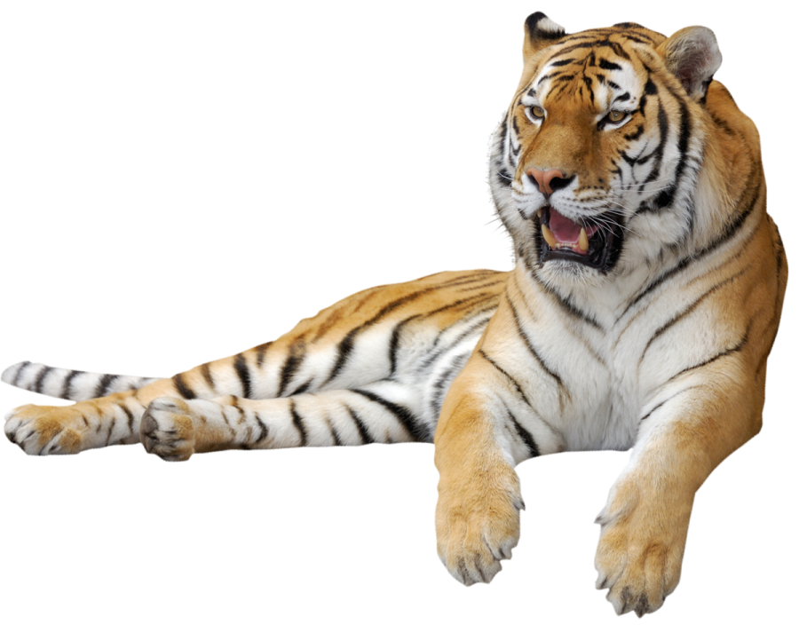 a tiger laying down with its mouth open