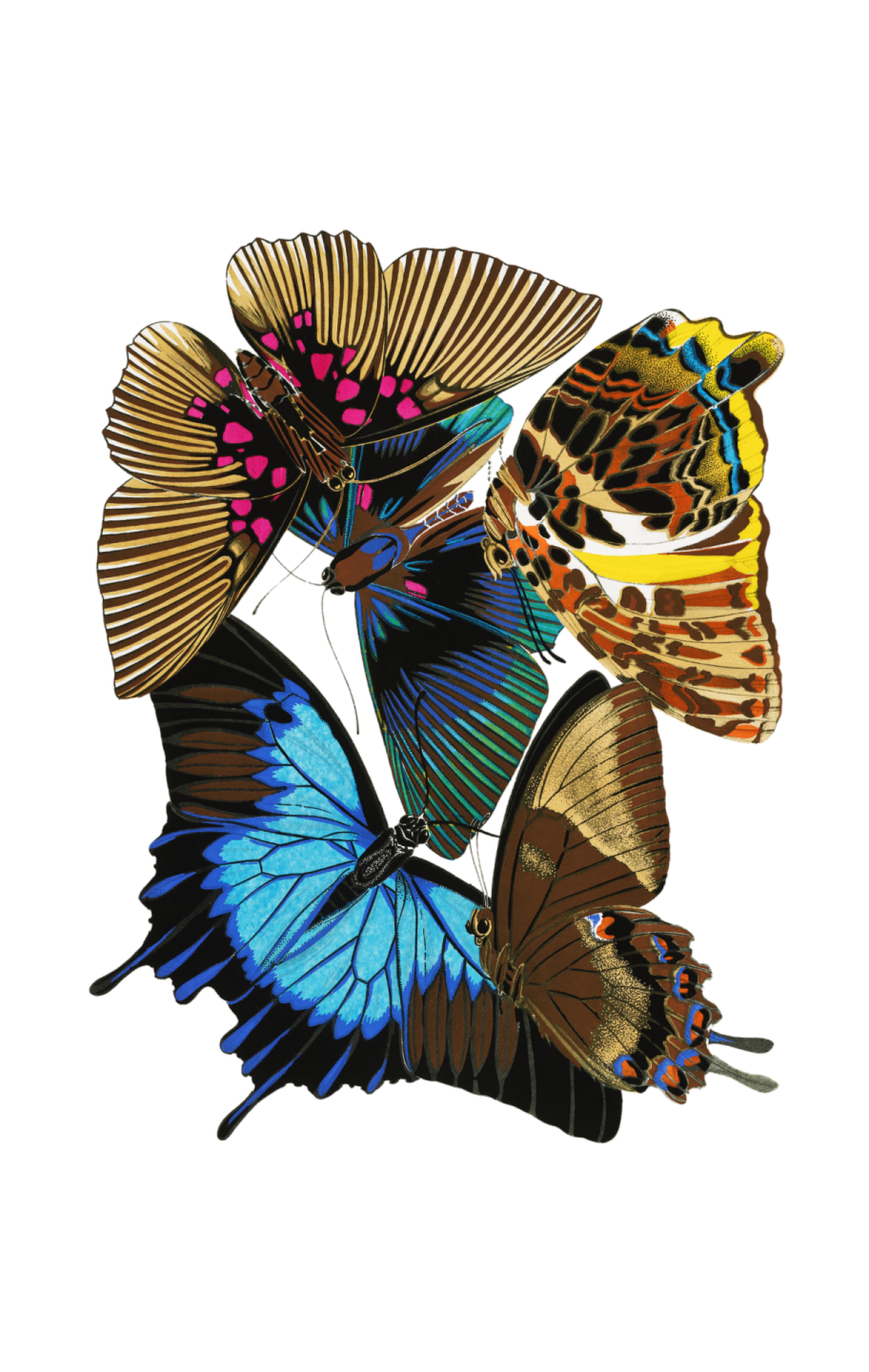 a group of butterflies on a white background