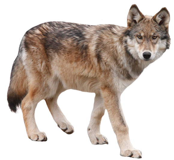 a wolf standing on a white background