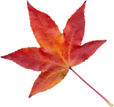 a single red maple leaf