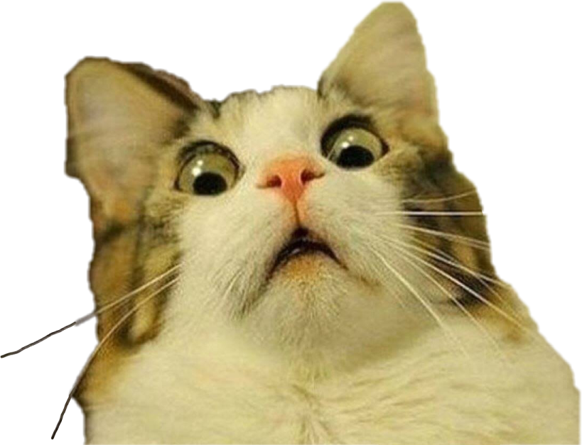 a close up of a cat's face