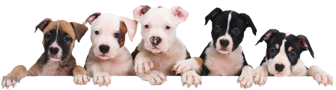 a group of pup sitting in front of a white background