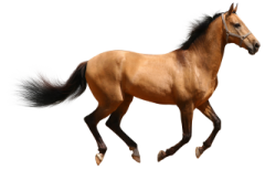 a brown horse running on a white background