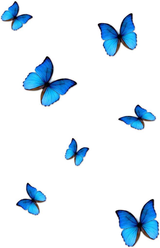 blue butterflies on a white background