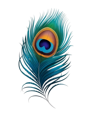 a peacock feather on a white background