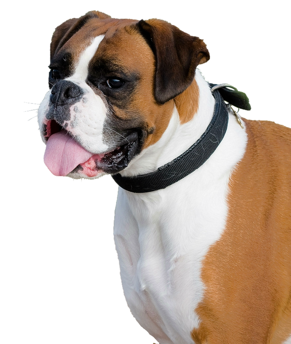 a brown and white dog with its tongue out