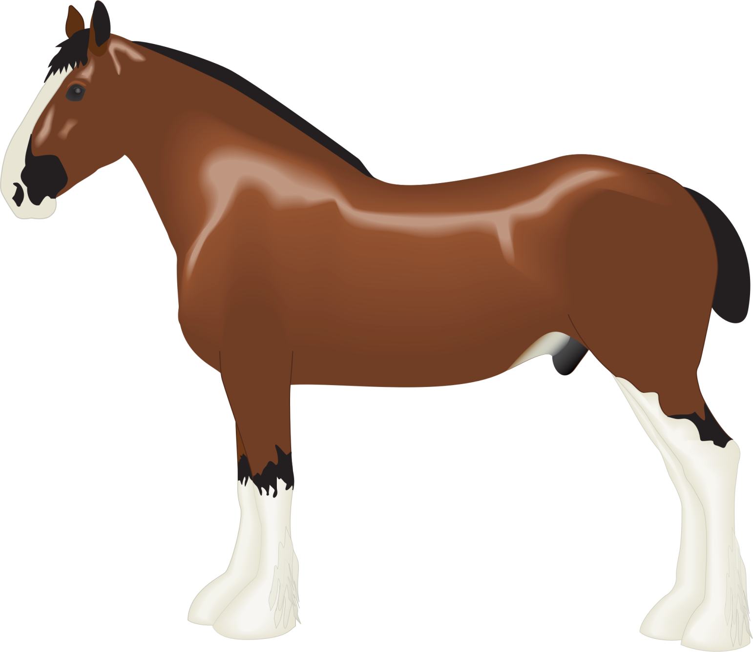 a brown horse standing on a white background