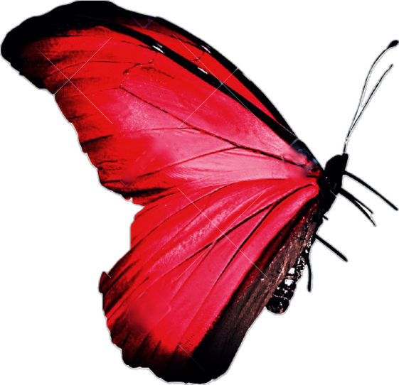 a red butterfly on a white background