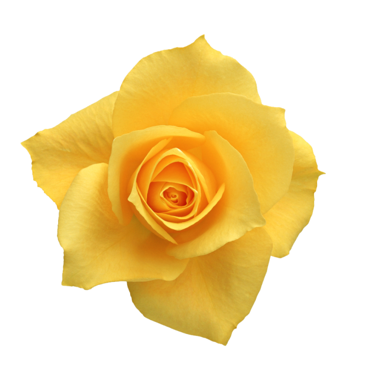 a single yellow rose on a white background