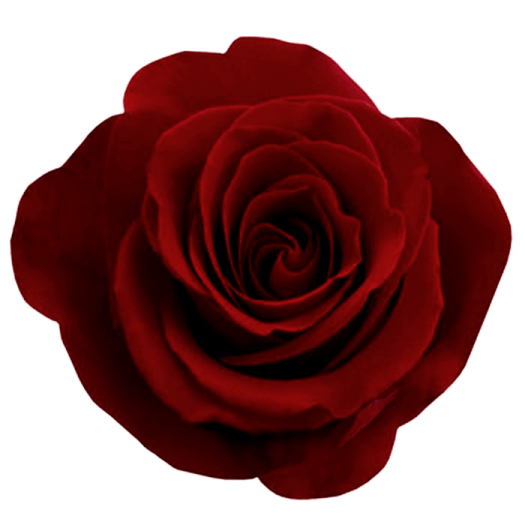 a red rose on a white background