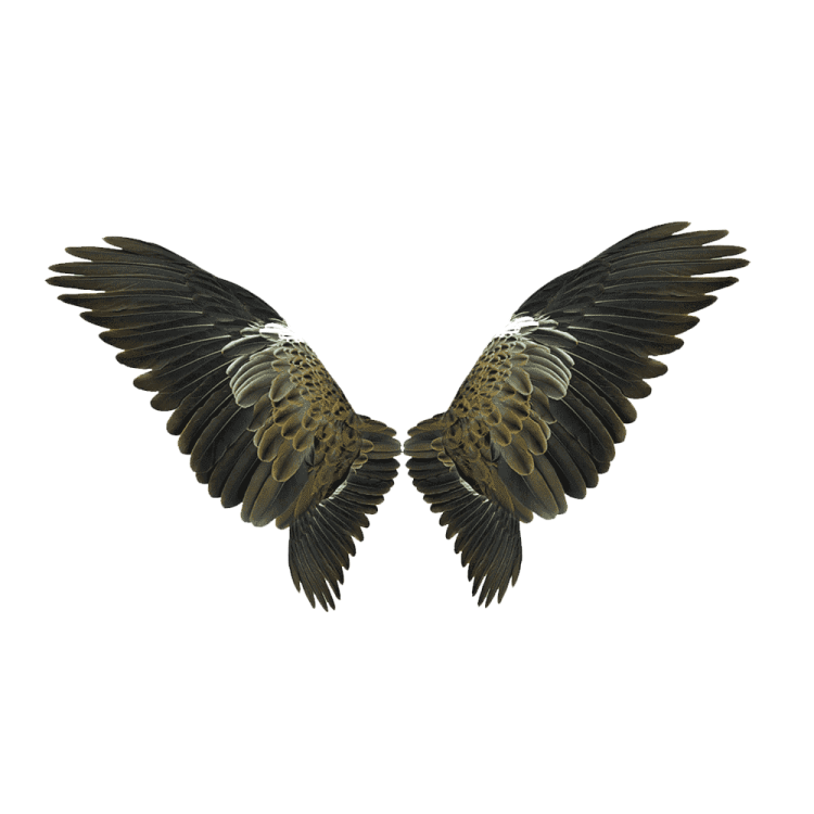 two black and white birds flying in the air