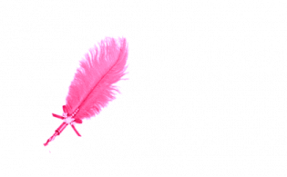 a pink feather on a white background