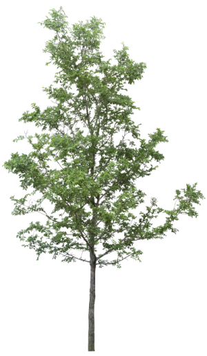 a tree on a white background