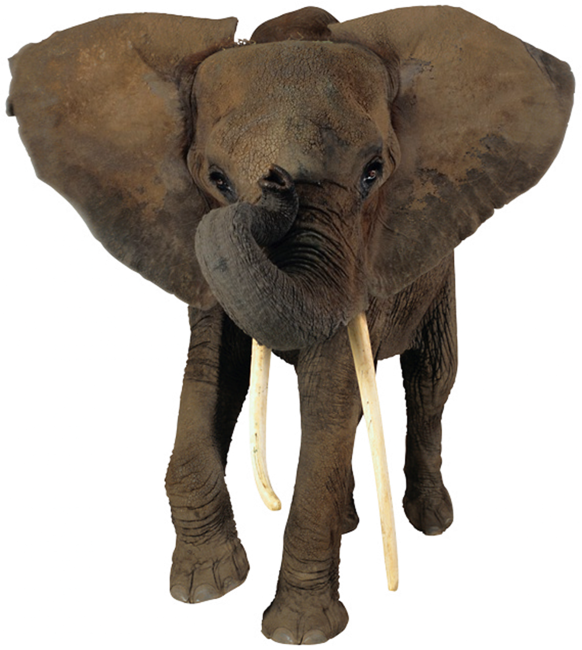 an elephant is standing on a white background