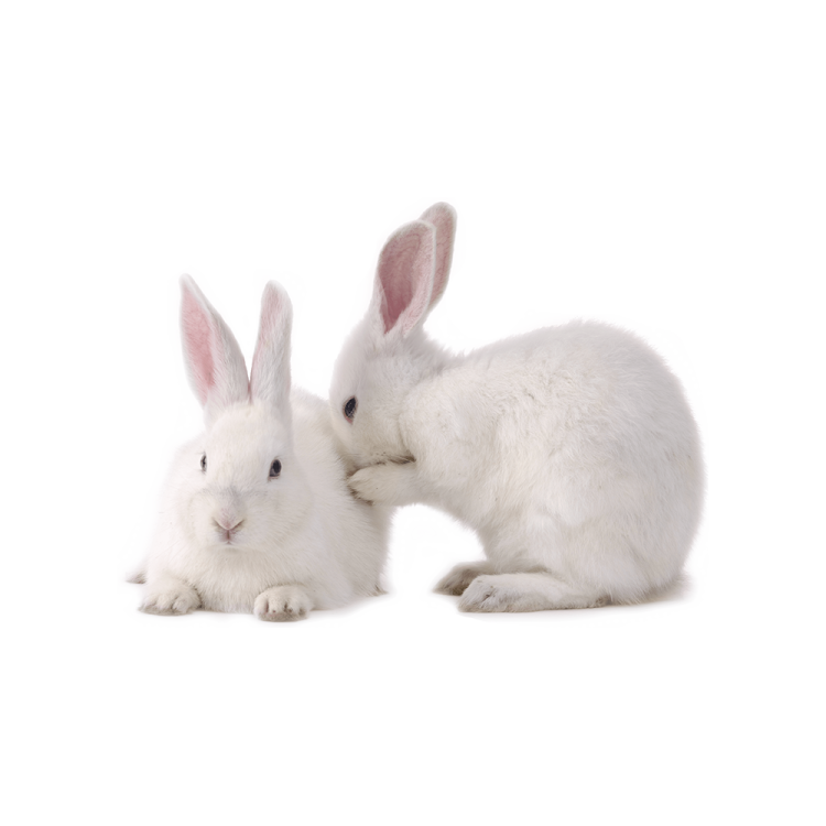two white rabbits on a white background